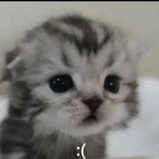 cat, kitten, hanging-eared kitten, the lovely kitten is crying, scottish drooping-eared kitten