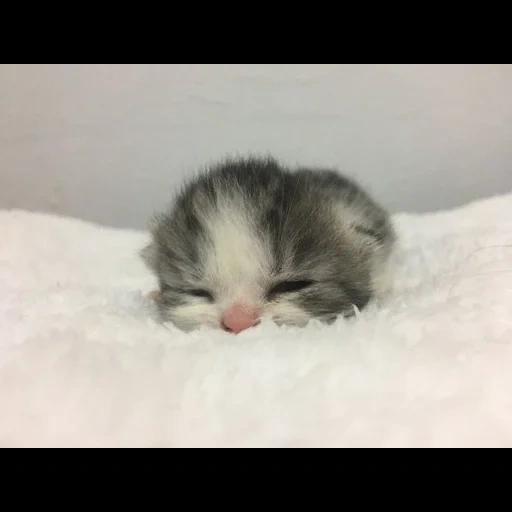 seal, cat, cute kittens, cats, gray-white kitten