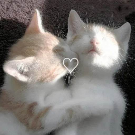 cats, cats, animaux, charmant phoque, kitty kiss