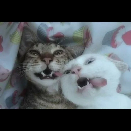 кот, котик, кот смешной, смешные коты два, милые котики смешные