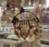 gato, flexitis por gato, los auriculares para gatos, auriculares meme cat, la flexitis de los auriculares para gatos