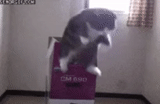kucing, kote, kucing, gifka cat, kucing melompat keluar kotak