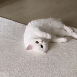 gato, un gato, gatito blanco, animal de gato, mascotas