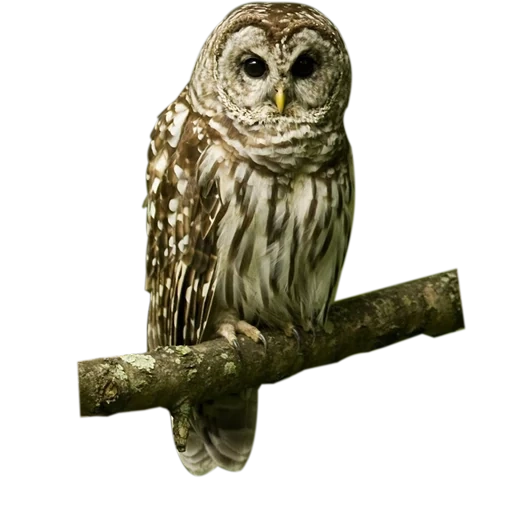 owl on the branch, owl