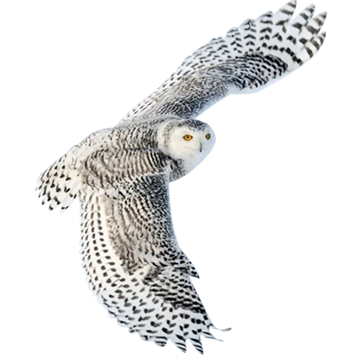 white owl, owl bird, snow owl, polar owl, polar owl bird