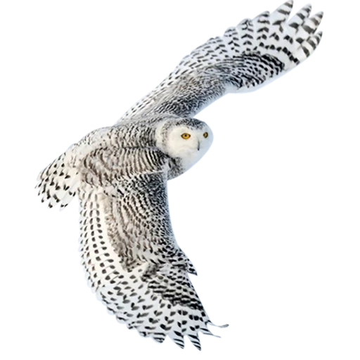 gufo bianco, uccello da gufo, snow owl, gufo polare, uccello da gufo polare