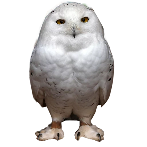 owl siberu, sipukha bukla, polareule