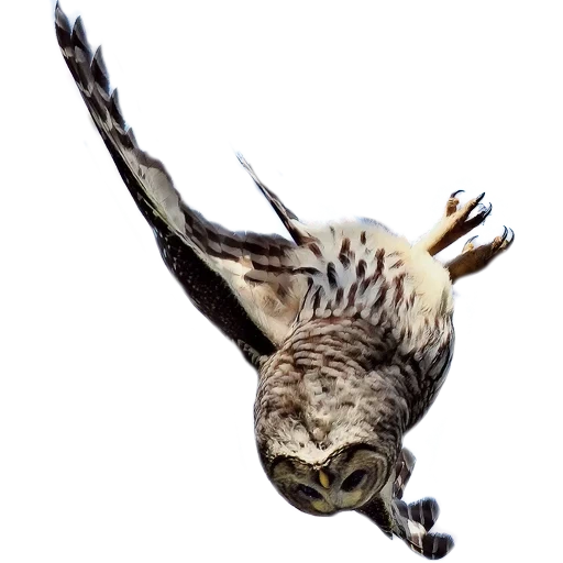 owl bird, bird vulture, flying owl, flying bird, falling bird