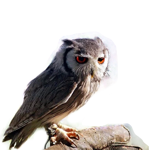owl, hibou hibou, chouette de ron, oiseau de chouette, chouette somnolente