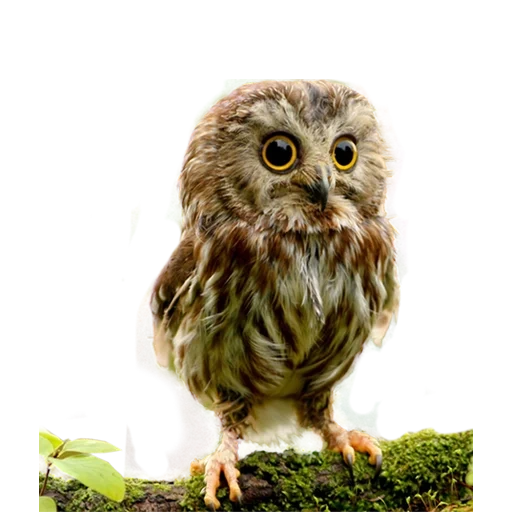 owl, owl, chouette mignonne, owl, petite chouette