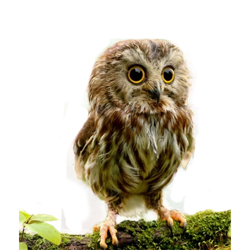 owl, owl, lovely owl, owl, little owl