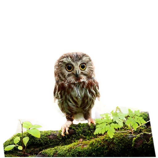 owl, owl, oiseau de chouette, les animaux sont mignons