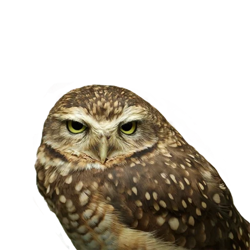 owl, owl, owl face, brahmin owl
