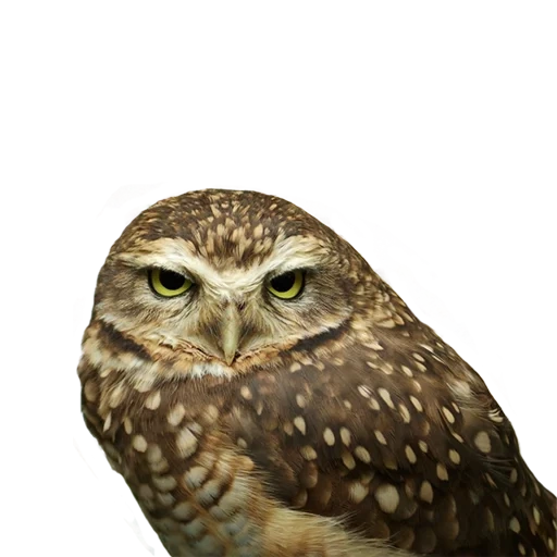 coruja, coruja, owl focinho, brahminsky sych