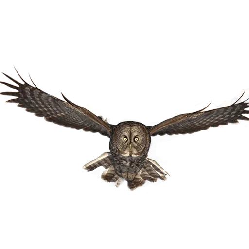 owl, oiseau de chouette, oiseaux de faucons, oiseau peu clair, les rapaces de la région de tomsk