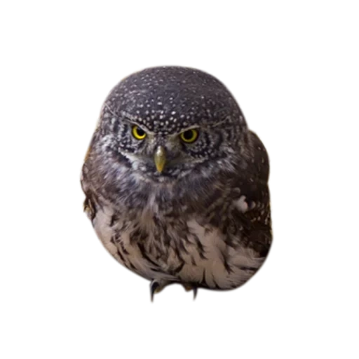 owl, owl feather, owl bird, a bird that resembles an owl, sparrow owl