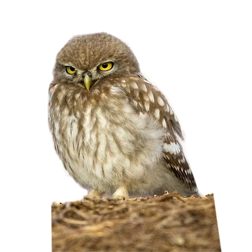 owls, hibou hibou, oiseau de chouette, chouette domestique, chouette de brahman