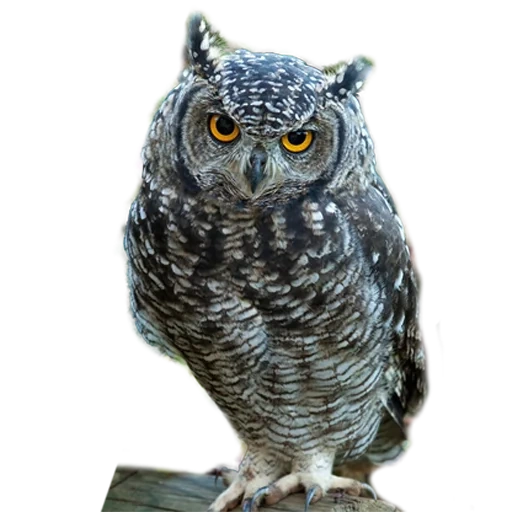 owl, hibou hibou, oiseau de chouette, owl, owl
