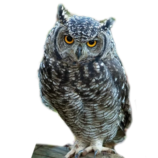 eule, euleneule, eulenvogel, euleneule, sovelable eagle owl