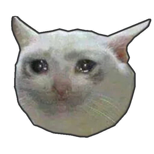 mem cat, el gato está triste, meme de gato llorando, memes de gatos llorando