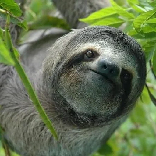 a sloth, female sloth, big sloth, a sloth animal, three-toed sloth