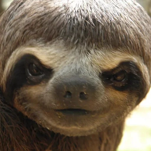 a sloth, wild animals, wonderful, three-toed sloth