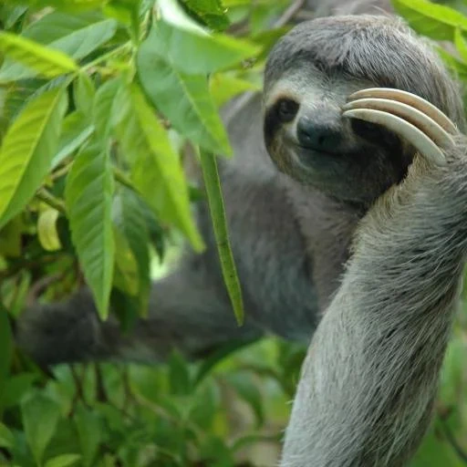 a sloth, profile, registration, animal sloth, mammalian sloths