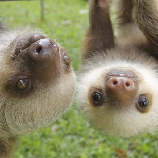 ranura, costa rica, bostezo, perezosos divertidos, el animal es un vago