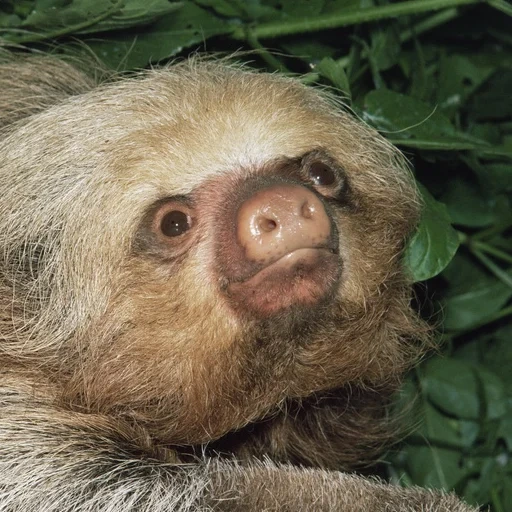 bicho-preguiça, nova guiné, papua nova guiné, dwarf com três preguiçosos preguiçosos, ladvets hoffmann choloepus hoffmanni