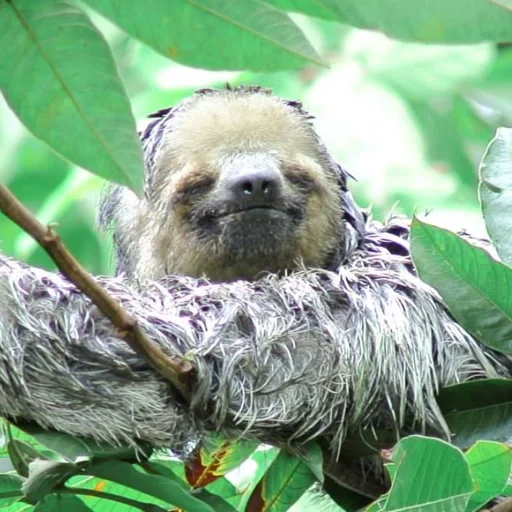 a sloth, animal sloth, three-toed sloth, dwarf sloth, dwarf sloth