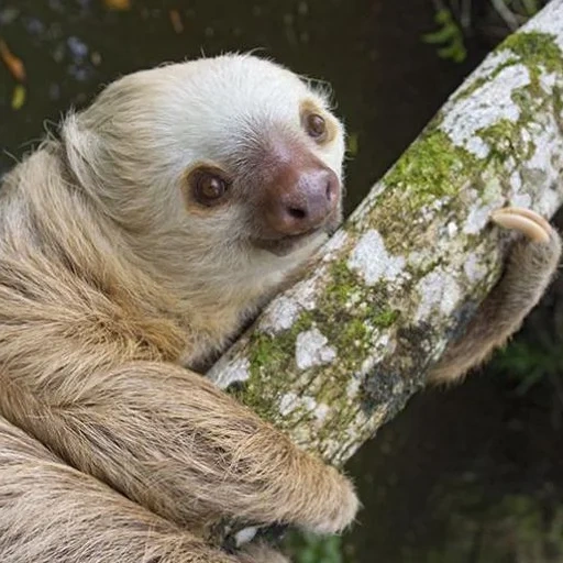 мирт, sloth, two-toed sloth, животные милые, двупалый ленивец