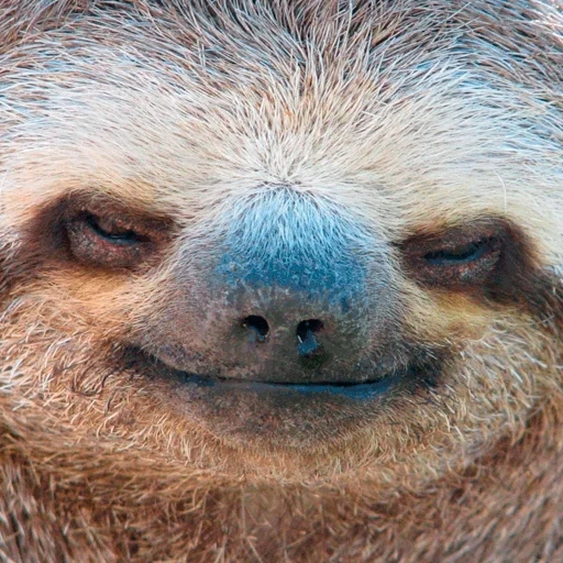 harry, bad, a sloth, sloth meme, funny sloth