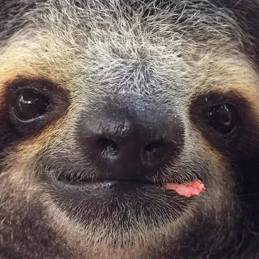 sloth, a sloth, user avatar, sloth face, serious sloth twitch
