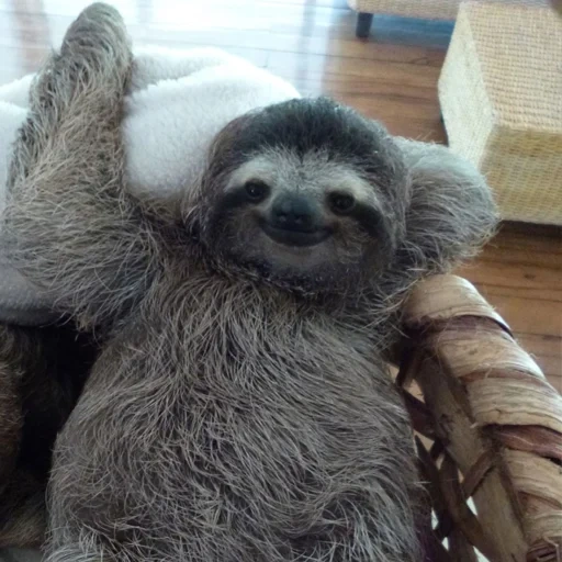 a sloth, little sloth, a sloth animal, three-toed sloth, australian sloth