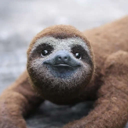 a sloth, lenny sloth, little sloth, three-toed sloth, dwarf sloth
