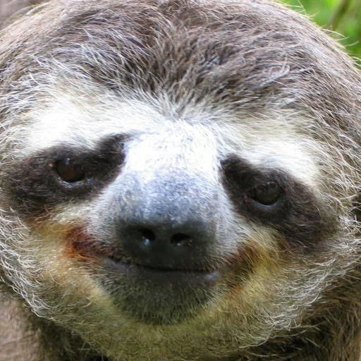 sloth, paresseux, dysphoria, sans retenue, paresseux animal