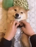 cão de madeira, akita chiba, cão de madeira, cão siba sorri, unig sorri