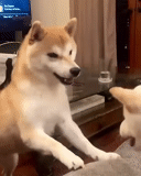 cão de madeira, shiba inu, cão akita, cão de madeira, cão siba