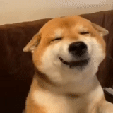garra, cão meme, cão sorridente, animal ridículo, modelo de cão satisfatório