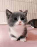 seal, cute kittens, lovely seal, cute cats are funny, a charming kitten
