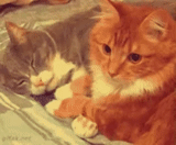 кот кошка, рыжая кошка, рыжий котенок, кошка котенок, кот кошка котенок