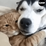 gatto, gatto, cane, cane e gatto, il gatto è abbracciato con un cane