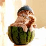 cat, watermelon cat, play a joke on a cat, cat watermelon helmet, cute cats are funny