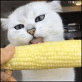 die katze, cat, lustige katze, die maiskatze, eine katze isst mais