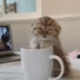 gatto, meme di caffè, caffè gatto assonnato, buongiorno gatto, elaborare un gatto