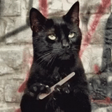 gato negro, el asesino de gatos, gato negro, un gato con un archivo, gato de bombay