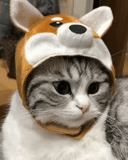 cat, gato, selo, cabeça de gato, chapéu de gato fofo