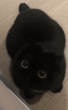 der kater, katze, schwarzer kater, schwarze katze, das kätzchen ist schwarz