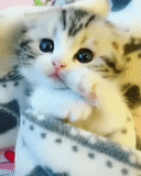 cat, lovely seal, gif milota the cat, cute cats are funny, the cute kitten shed tears