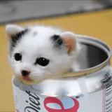 animals, cats are cute, coca-cola cat, a lovely animal, a charming kitten